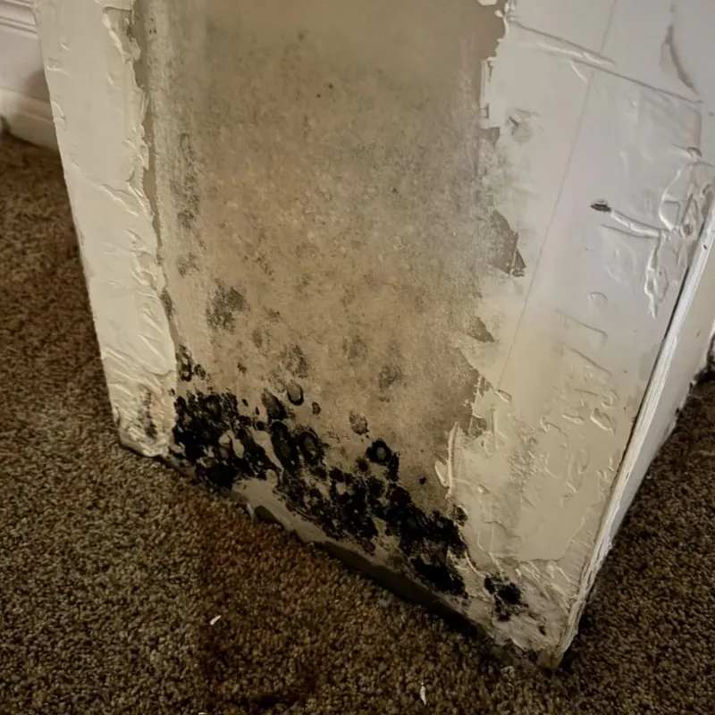 Professional Mold Removal in Prien, LA
